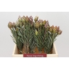 Kaaps Groen Plumosum Rubrum
