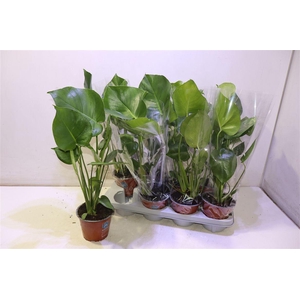 Monstera Deliciosa