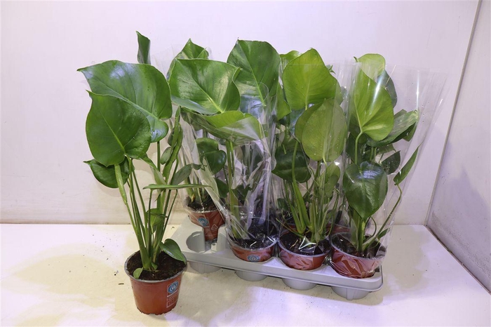 <h4>Monstera Deliciosa</h4>