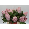 Protea Cynaroides