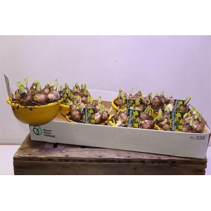 arr8 Narc O Tete A Tete