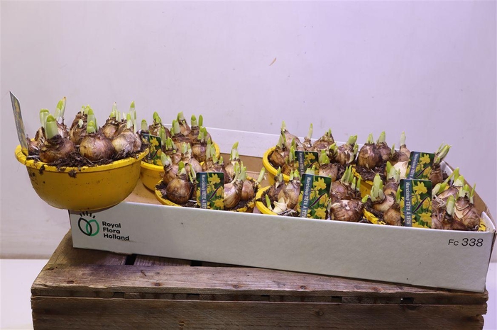 <h4>arr8 Narc O Tete A Tete</h4>