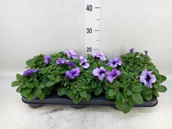 <h4>Petunia   ...</h4>