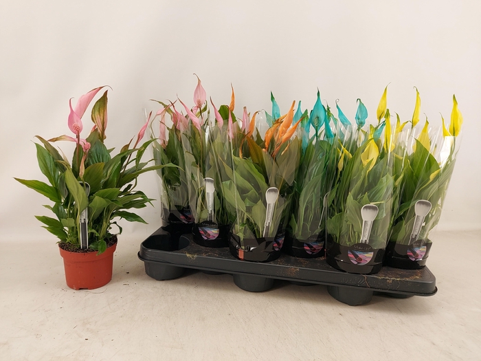 <h4>SPATH CHOPIN</h4>