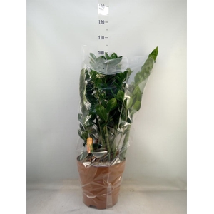 Zamioculcas zamiifolia