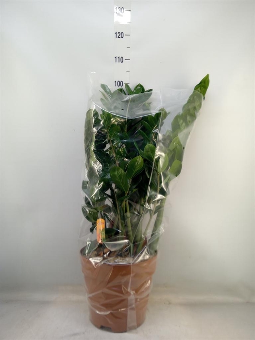 <h4>Zamioculcas zamiifolia</h4>