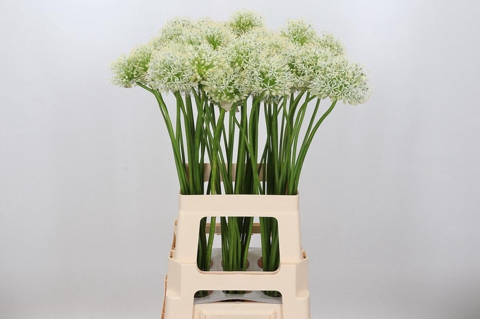 <h4>Allium Mount Everest</h4>