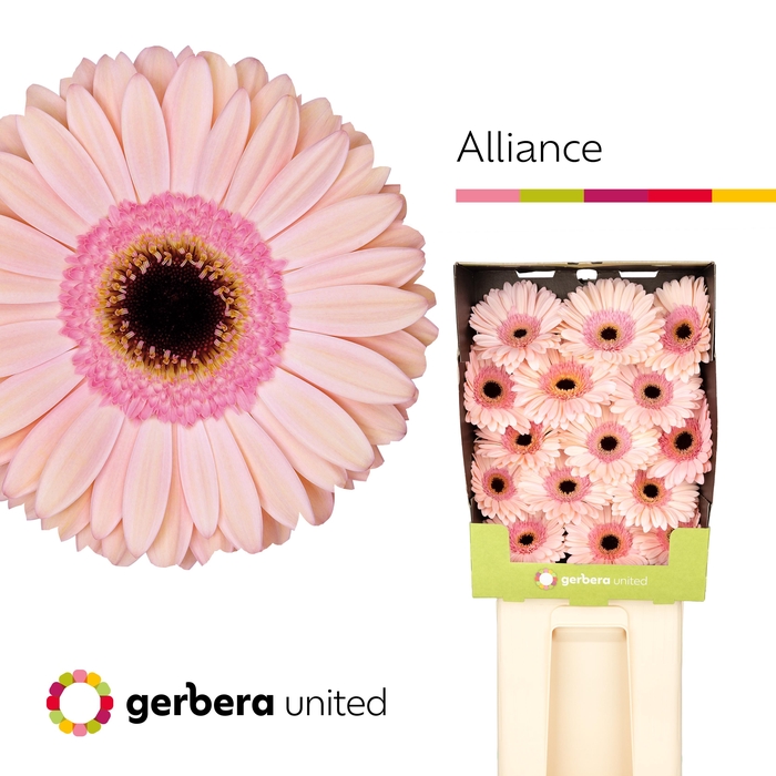 <h4>Gerbera Alliance Diamond</h4>