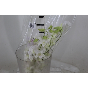 DENPHALAEN MACO MINIMO 30 FLORES