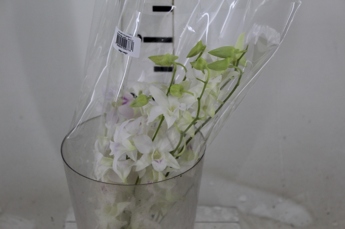 <h4>DENPHALAEN MACO MINIMO 30 FLORES</h4>