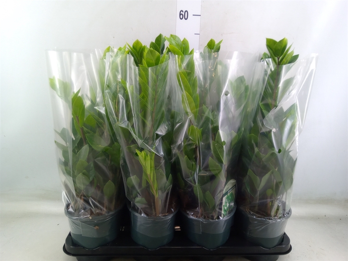 <h4>Zamioculcas zamiifolia</h4>