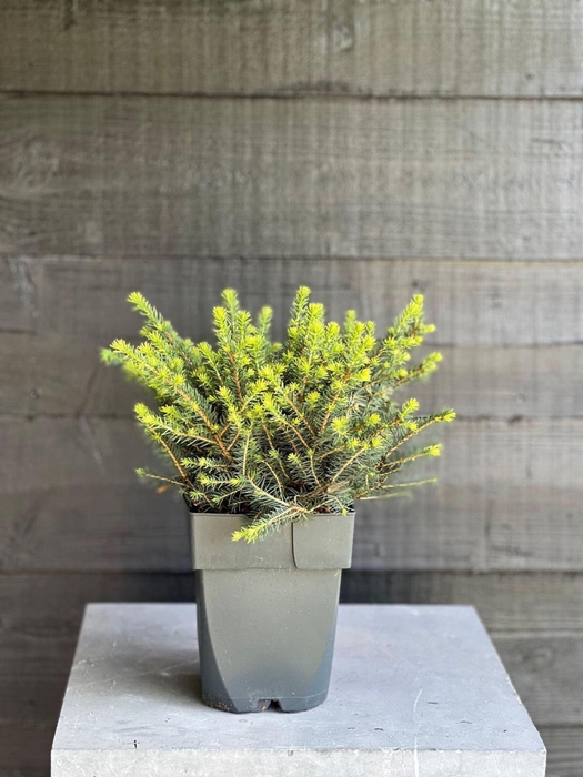 <h4>Picea omorika Karel</h4>