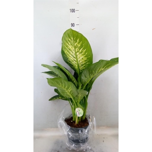 Dieffenbachia seg. 'Reeva'