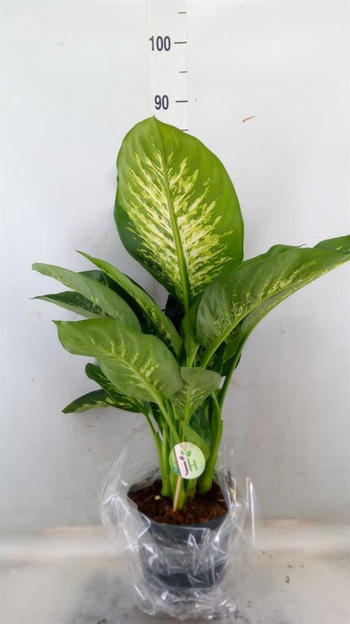 <h4>Dieffenbachia seg. 'Reeva'</h4>
