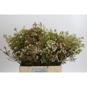 Chamelaucium 'Morning Delight'