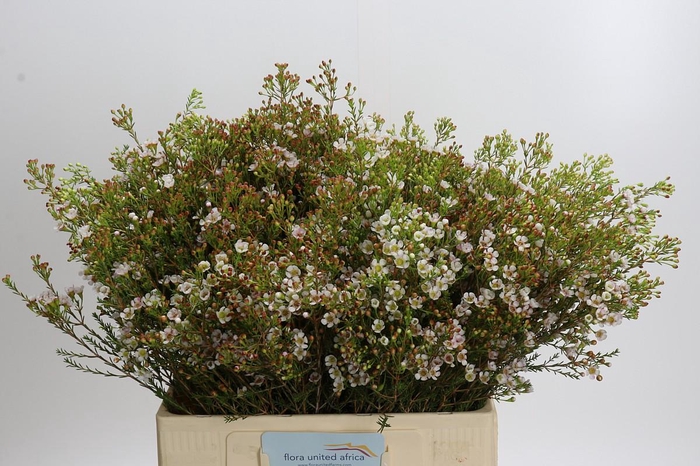<h4>Chamelaucium 'Morning Delight'</h4>
