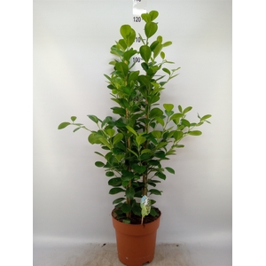 Ficus microcarpa 'Moclame'