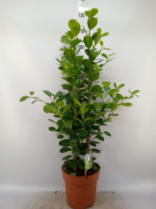 <h4>Ficus microcarpa 'Moclame'</h4>
