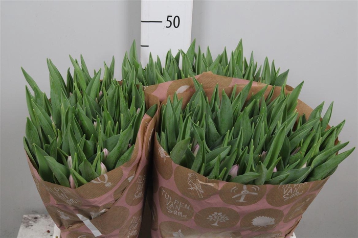 <h4>Tu En Argos</h4>