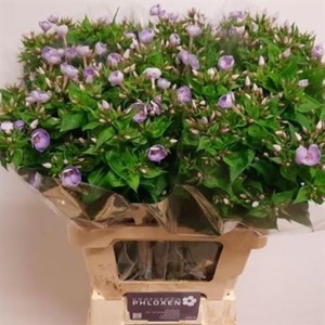 Phlox P Butterfly