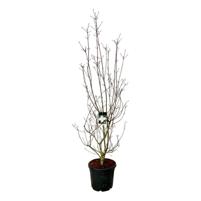 <h4>Cornus kousa 'Venus' ®</h4>