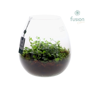 Green Bottle Abby XLarge met Peperomia Rotundifolia