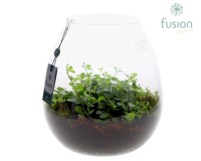 <h4>Green Bottle Abby XLarge met Peperomia Rotundifolia</h4>