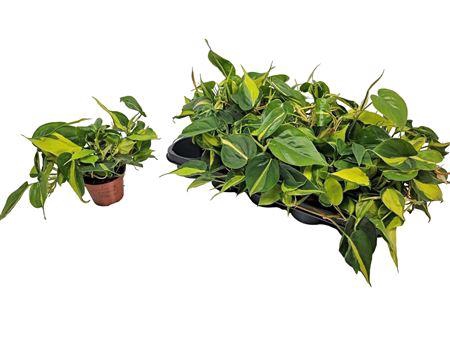 <h4>Philodendron Brasil</h4>