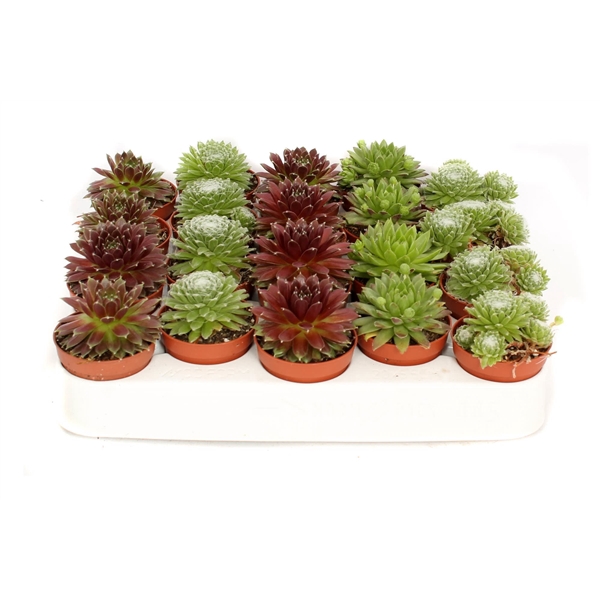 <h4>Sempervivum overig 5,5 cm</h4>