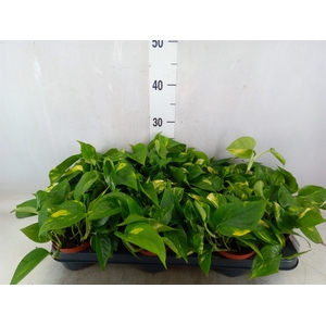Epipremnum pinn. 'Aureum'