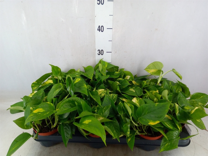 <h4>Epipremnum pinn. 'Aureum'</h4>