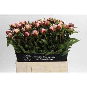 Paeonia Gardenia