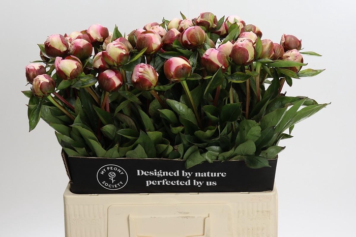 <h4>Paeonia Gardenia</h4>
