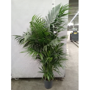 Howea forsteriana