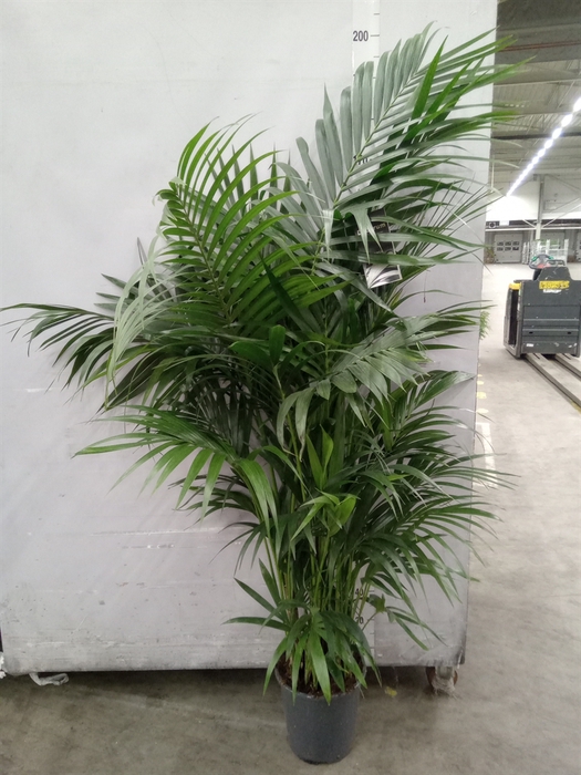 <h4>Howea forsteriana</h4>