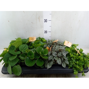 Peperomia   ...mix