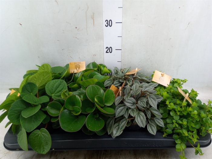 <h4>Peperomia   ...mix</h4>