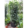 Ficus cyathistipula