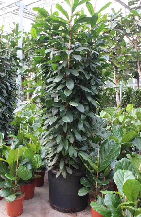 Ficus cyathistipula