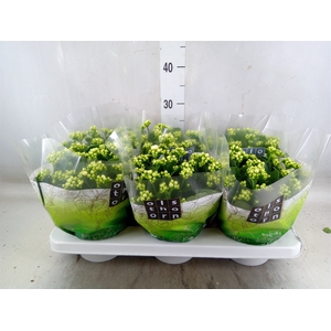 Kalanchoe blos. 'Calandiva Whites'