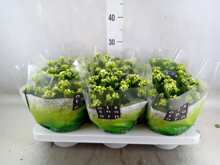 <h4>Kalanchoe blos. 'Calandiva Whites'</h4>