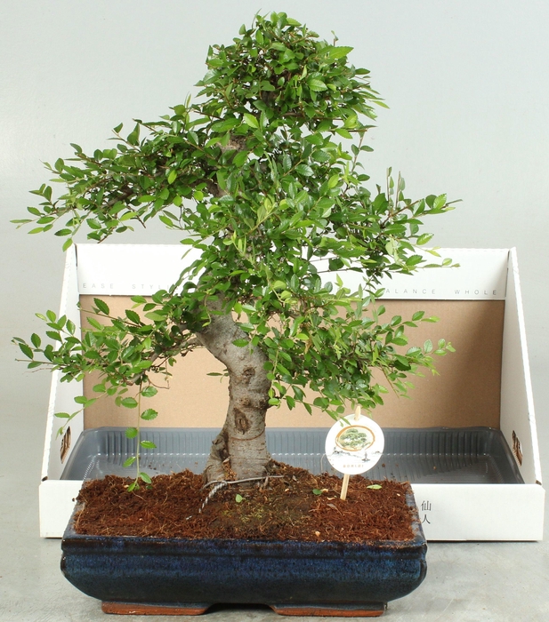 <h4>BONSAI GEM</h4>