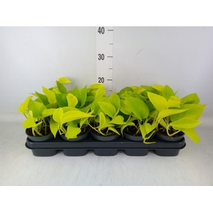 Epipremnum pinn. 'Golden Pothos'