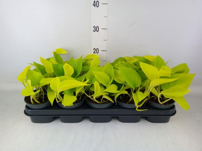 <h4>Epipremnum pinn. 'Golden Pothos'</h4>