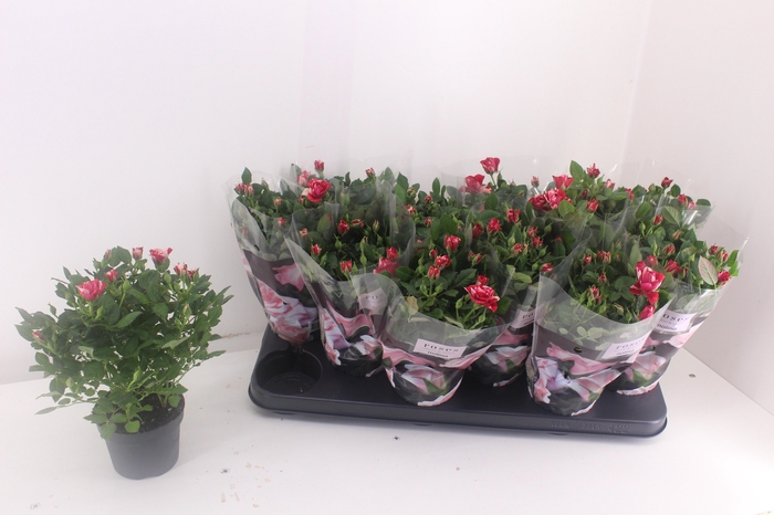 <h4>RO GIGI PARTY</h4>