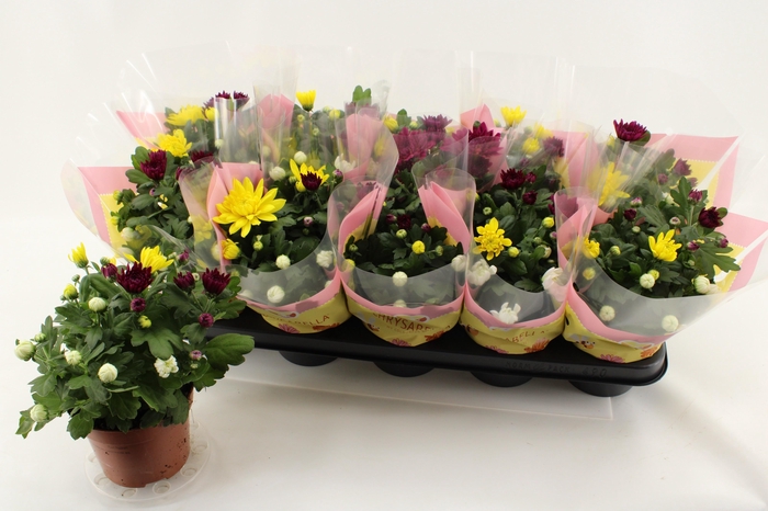 <h4>CHRYS GEM IN POT</h4>