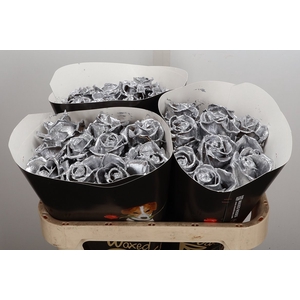 R Wx Zilver W22
