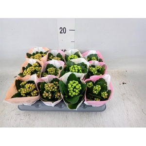 Kalanchoe blos.   ..rosebud mix  4