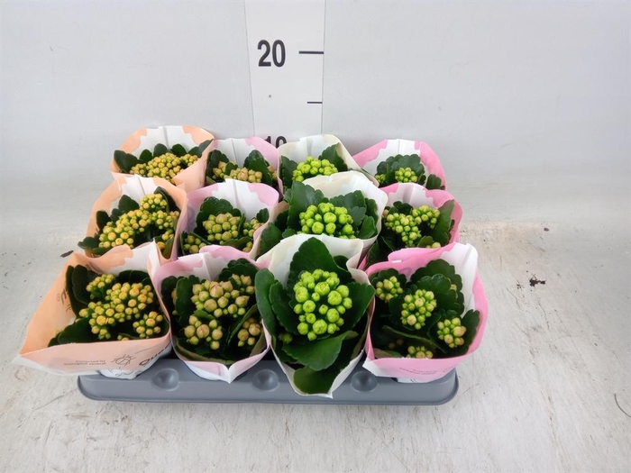 <h4>Kalanchoe blos.   ..rosebud mix  4</h4>