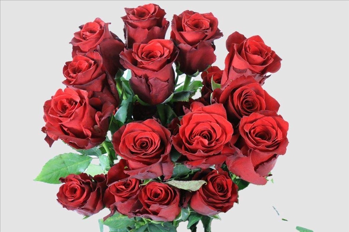 <h4>Rosa ec explorer</h4>